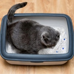 Zestaw Żwirek Silikonowy Niepylący Dla Kota Do Kuwety 4x3,8L