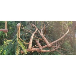 Sekator Akumulatorowy 42V 2x Elektryczne Nożyce Ultra Mocny